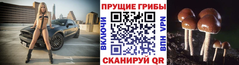 ссылка на мегу как зайти  Чайковский  Галлюциногенные грибы MAGIC MUSHROOMS 